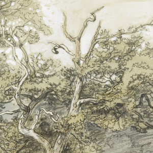 Drawing, Oak Wood, Montauk, New York, September 8, 1880