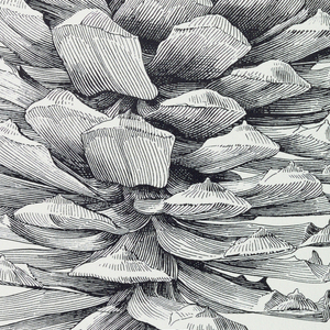 Poster, Plant Illustrations from the Smithsonian, 1974