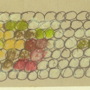 Drawing, Design Detail for Knotted Pile Rug