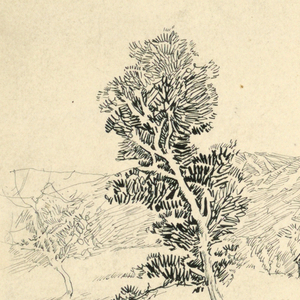 Drawing, The Sutter