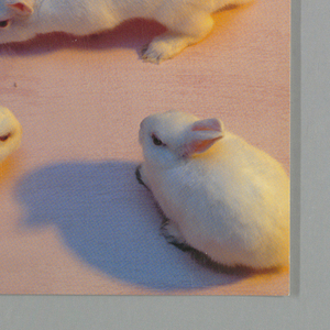 Book Cover, Book Cover: Harper Collin, 1991–92