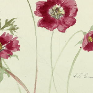 Drawing (USA)