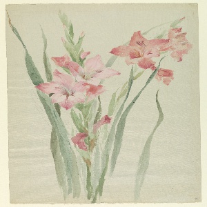 Drawing, Study: Amaryllis, early 20th century
