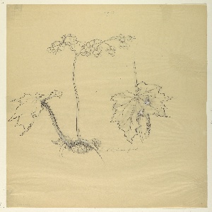Drawing, Study: Begonia, early 20th century