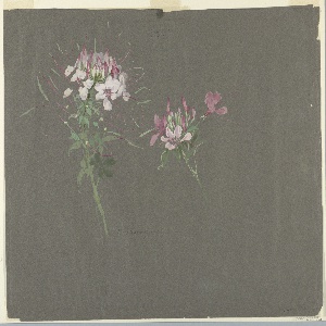 Drawing (USA)