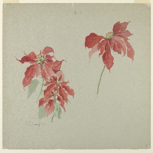Drawing, Studies of Poinsettias, early 20th century
