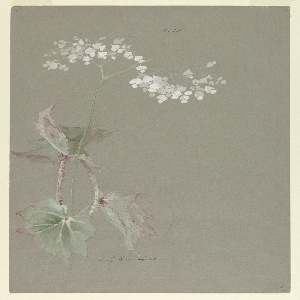 Drawing, Study: Pink Begonia, early 20th century