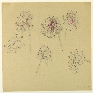 Drawing, Study: Peonies, early 20th century