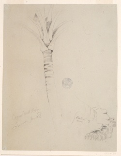 Drawing, Coconut Palm, Jamaica