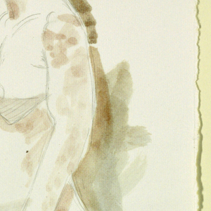 Drawing (USA)