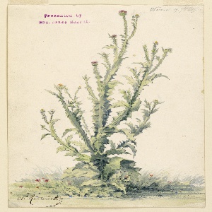 Drawing (France)