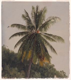 Drawing, Coconut Palm, Jamaica
