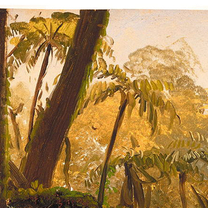 Drawing, Rain Forest, Jamaica, West Indies, April–August 1865
