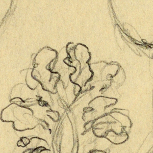 Drawing (USA)