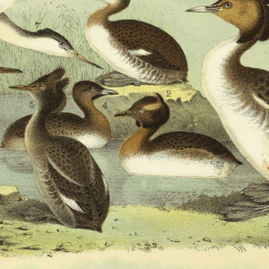 Print