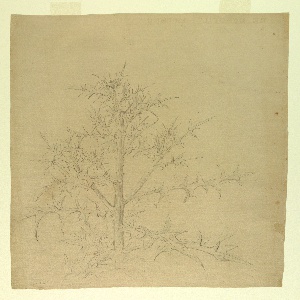 Drawing (USA)
