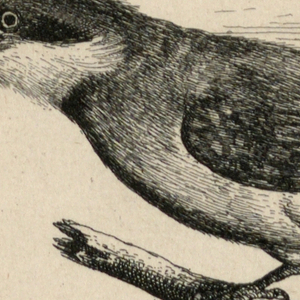 Print (England)