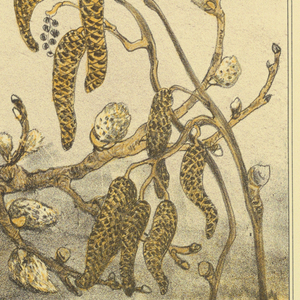 Print, Design for a Calendar, March 1911, 1911