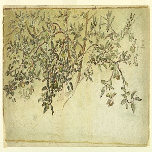 Drawing (USA)