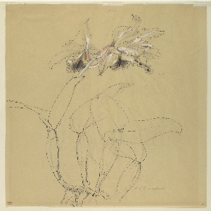 Drawing, Study: Orchid, early 20th century
