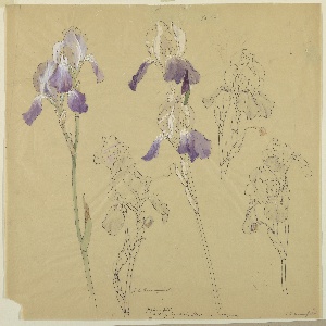 Drawing, Studies: Irises, early 20th century