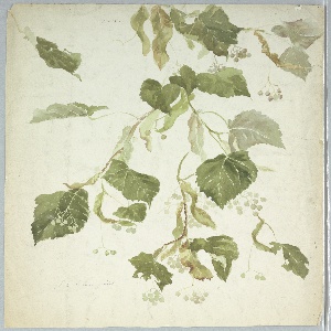 Drawing, Recto: Studies of a Linden Branch / Verso: Studies of Raspberry Leaves, early 20th century
