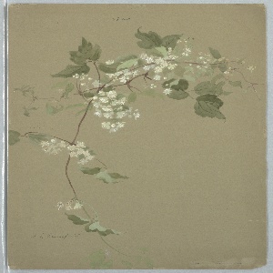 Drawing (USA)