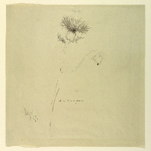 Drawing (USA)