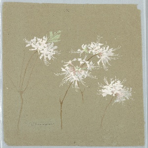 Drawing, Studies of Wild Azalea and Dogwood, early 20th century