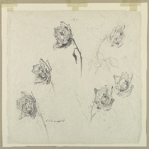 Drawing, Studies of Roses, early 20th century