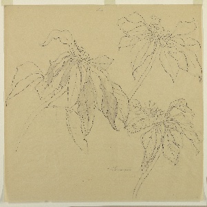 Drawing, Studies of Poinsettias, early 20th century