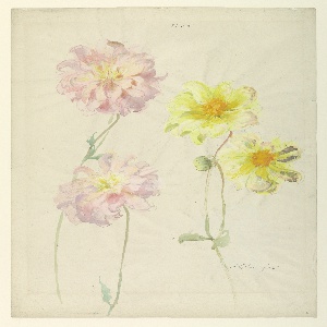 Drawing, Recto and Verso: Studies of Dahlias, early 20th century