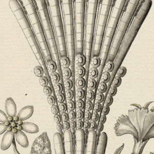 Drawing, Design for a Hairdress, late 18th century