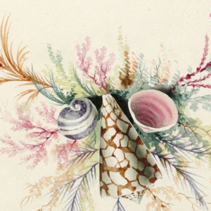 Drawing, Ornament Design with Seaweed and Shells, 19th century