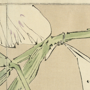 Print, Flowers