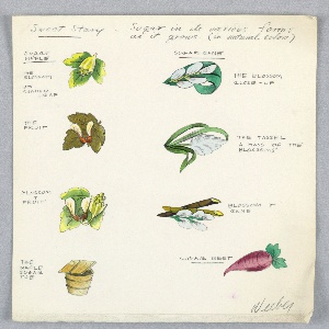 Drawing, "Sweet Story" Button Design: Sugar in Its Various Forms as It Grows