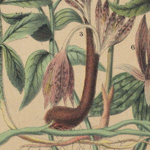 Souvenir Card