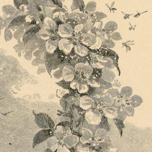 Print (USA)