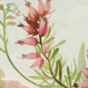 Souvenir Card