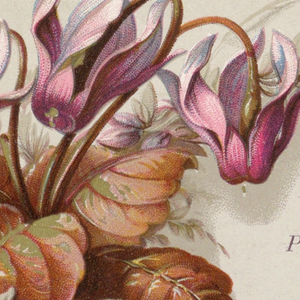 Souvenir Card