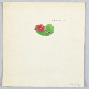 Drawing, Button Design: Geranium