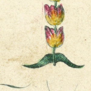 Alphabet Card