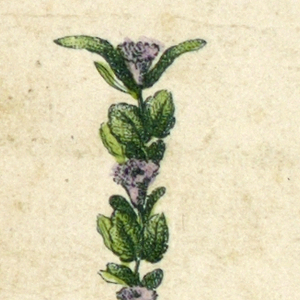 Alphabet Card