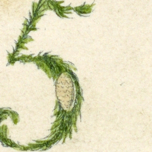 Alphabet Card
