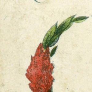 Alphabet Card