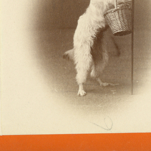 Stereoscope Slide, Zoo animals