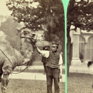 Stereoscope Slide, Zoo animals