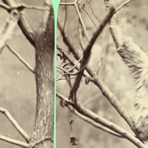 Stereoscope Slide, Zoo animals