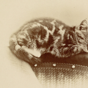 Stereoscope Slide, Zoo animals