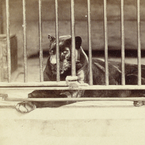 Stereoscope Slide, Zoo animals